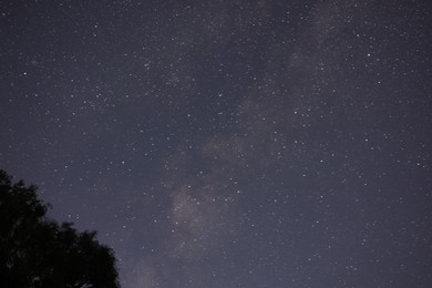 Photo of Constellation. Beautiful starry night sky and tree, low angle view
