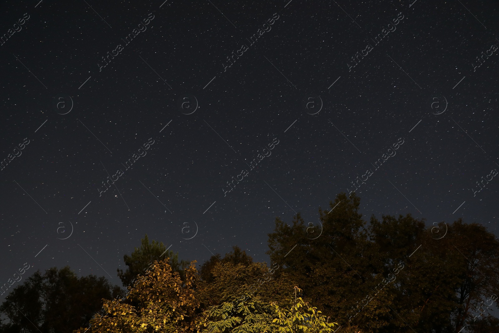 Constellation. Beautiful starry night sky and trees, low angle view Photo of Constellation. Beautiful starry night sky and trees, low angle view