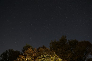 Photo of Constellation. Beautiful starry night sky and trees, low angle view
