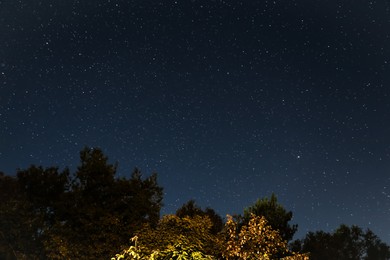 Photo of Constellation. Beautiful starry night sky and trees, low angle view