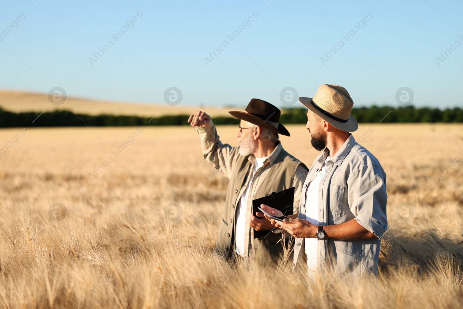 Photo of Farmers in field with ripe wheat outdoors, space for text