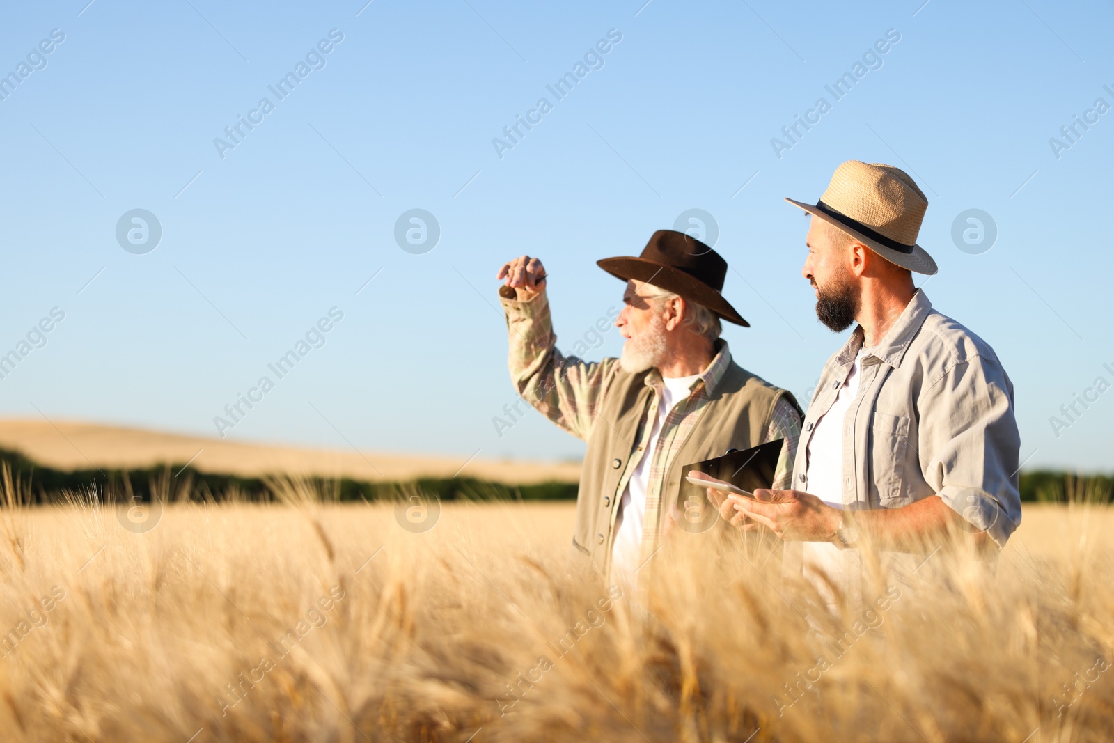 Photo of Farmers in field with ripe wheat outdoors, space for text