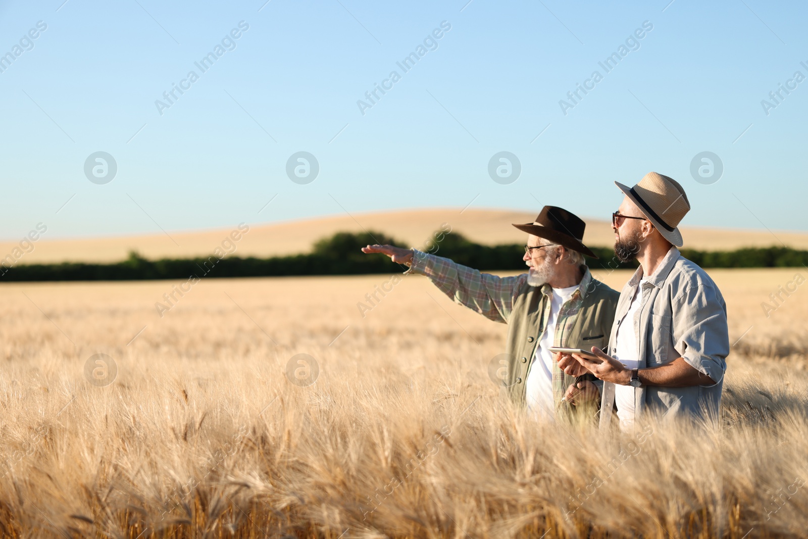 Farmers in field with ripe wheat outdoors, space for text Photo of Farmers in field with ripe wheat outdoors, space for text