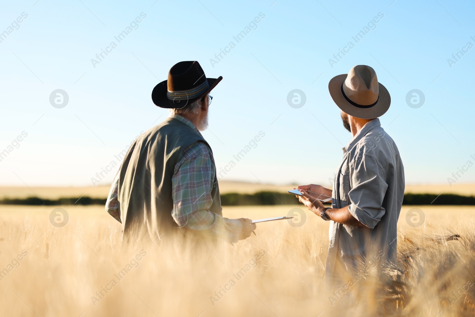 Farmers in field with ripe wheat outdoors, back view Photo of Farmers in field with ripe wheat outdoors, back view