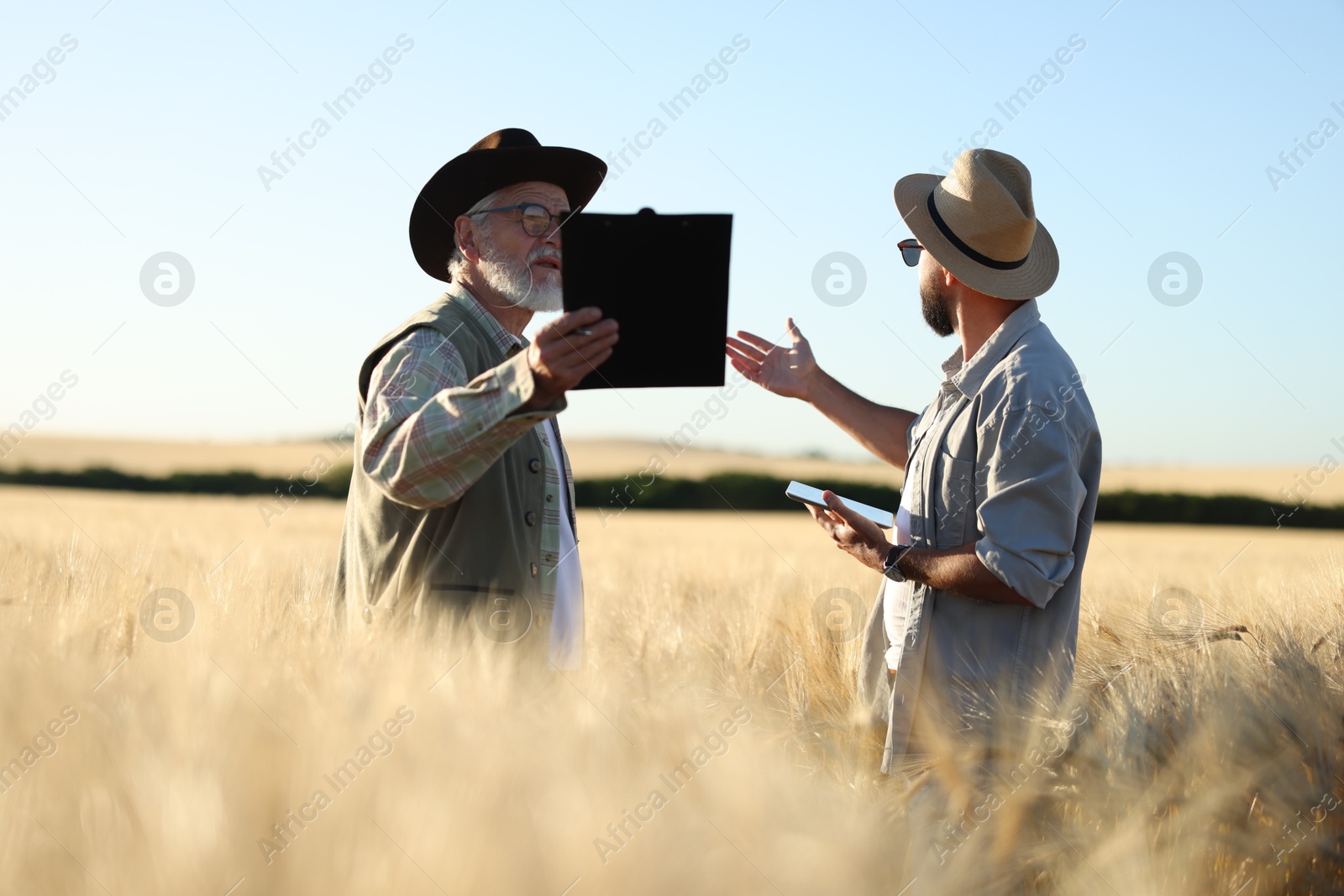 Farmers in field with ripe wheat outdoors Photo of Farmers in field with ripe wheat outdoors