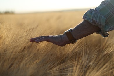 Photo of Senior man touching spikelets of ripe wheat in field outdoors, closeup