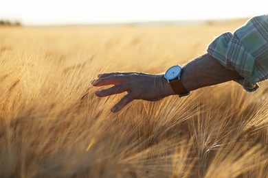 Photo of Senior man touching spikelets of ripe wheat in field outdoors, closeup