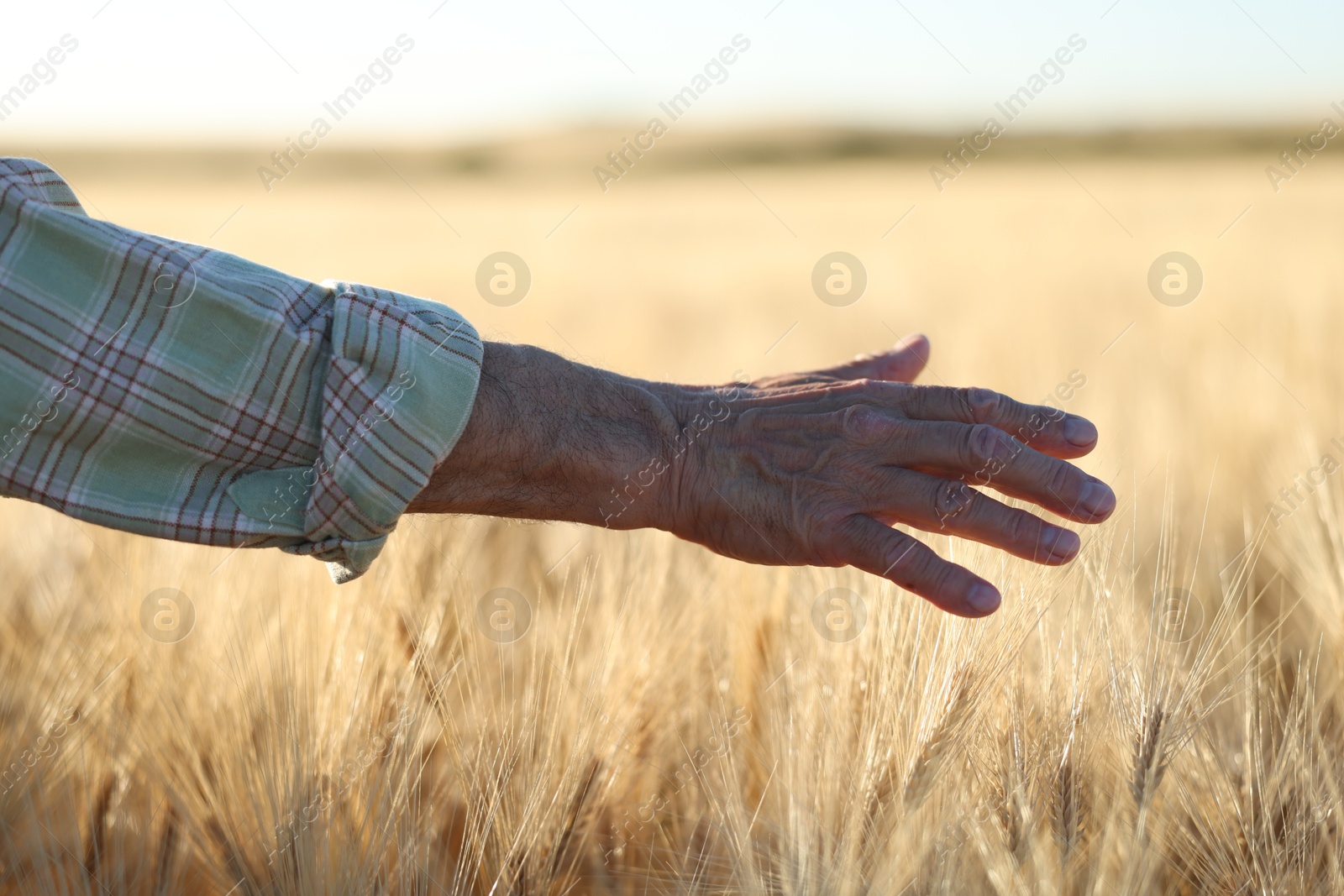 Senior man touching spikelets of ripe wheat in field outdoors, closeup Photo of Senior man touching spikelets of ripe wheat in field outdoors, closeup