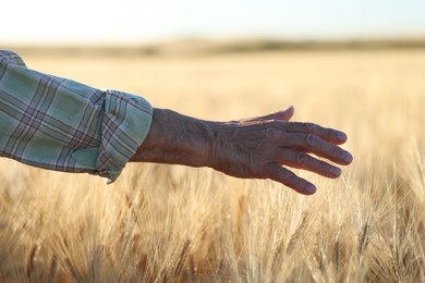 Photo of Senior man touching spikelets of ripe wheat in field outdoors, closeup