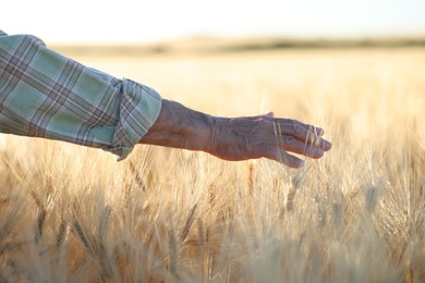 Photo of Senior man touching spikelets of ripe wheat in field outdoors, closeup