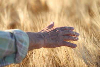 Photo of Senior man touching spikelets of ripe wheat in field outdoors, closeup