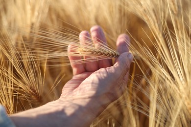 Photo of Senior man touching spikelets of ripe wheat in field outdoors, closeup