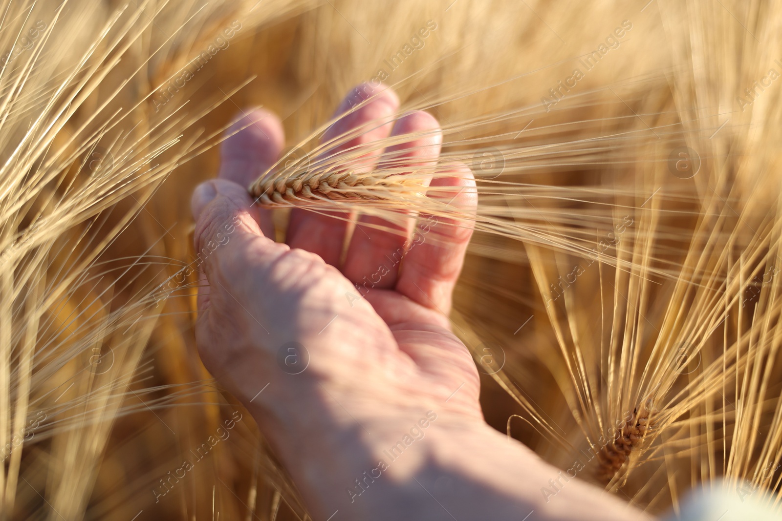 Photo of Senior man touching spikelets of ripe wheat in field outdoors, closeup