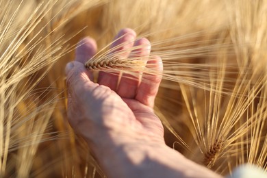 Photo of Senior man touching spikelets of ripe wheat in field outdoors, closeup
