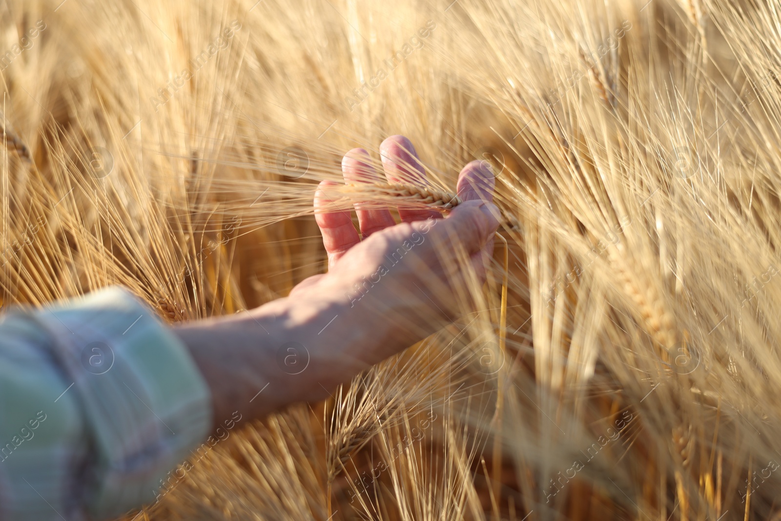 Senior man touching spikelets of ripe wheat in field outdoors, closeup Photo of Senior man touching spikelets of ripe wheat in field outdoors, closeup