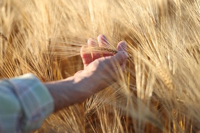 Photo of Senior man touching spikelets of ripe wheat in field outdoors, closeup