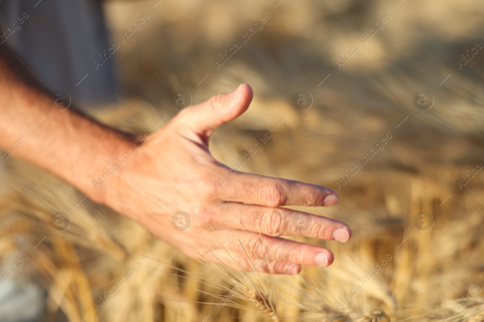 Man touching spikelets of ripe wheat in field outdoors, closeup Photo of Man touching spikelets of ripe wheat in field outdoors, closeup