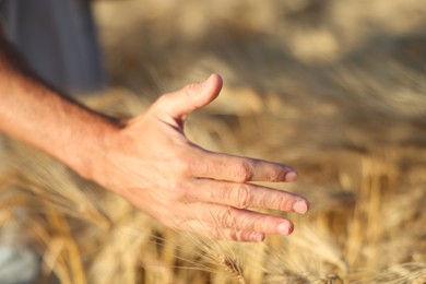 Photo of Man touching spikelets of ripe wheat in field outdoors, closeup