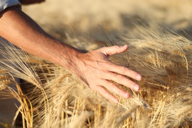 Photo of Man touching spikelets of ripe wheat in field outdoors, closeup