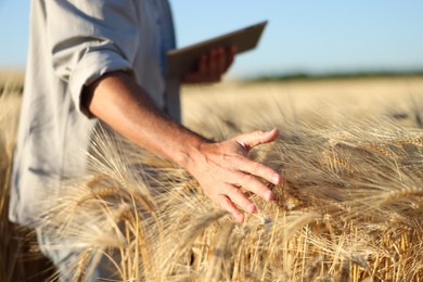 Photo of Man touching spikelets of ripe wheat in field outdoors, closeup