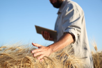 Photo of Man touching spikelets of ripe wheat in field outdoors, closeup