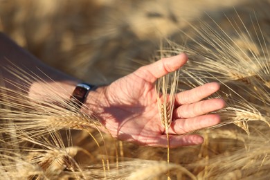 Photo of Man touching spikelets of ripe wheat in field outdoors, closeup