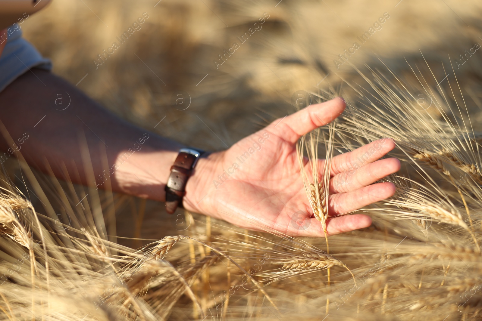 Man touching spikelets of ripe wheat in field outdoors, closeup Photo of Man touching spikelets of ripe wheat in field outdoors, closeup