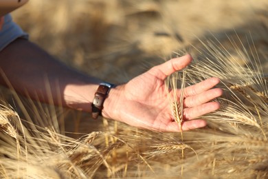 Photo of Man touching spikelets of ripe wheat in field outdoors, closeup
