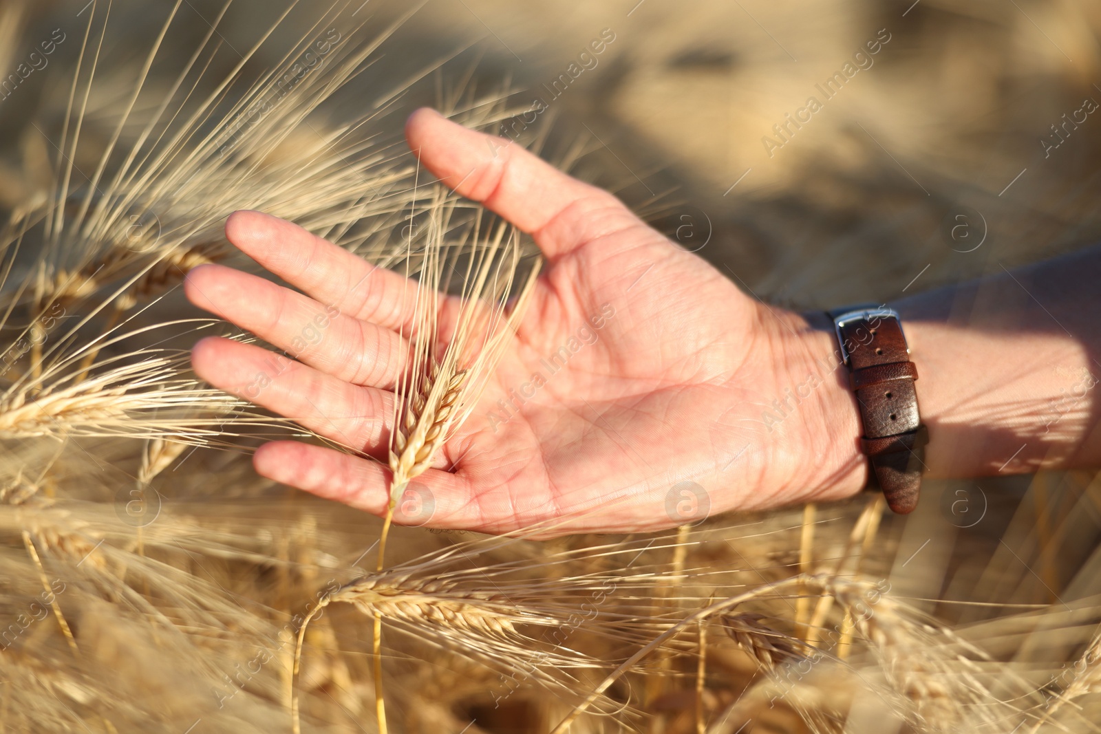Man touching spikelets of ripe wheat in field outdoors, closeup Photo of Man touching spikelets of ripe wheat in field outdoors, closeup
