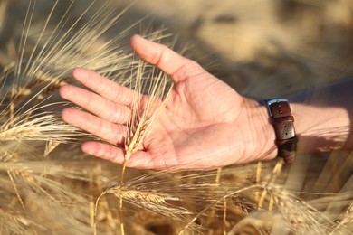 Photo of Man touching spikelets of ripe wheat in field outdoors, closeup