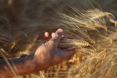 Photo of Man touching spikelets of ripe wheat in field outdoors, closeup