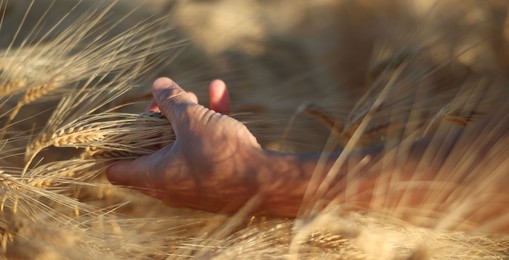 Photo of Man touching spikelets of ripe wheat in field outdoors, closeup