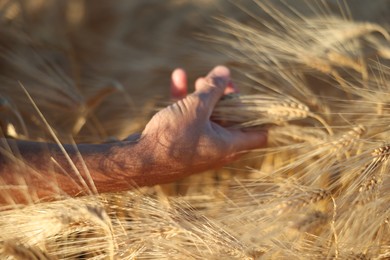 Photo of Man touching spikelets of ripe wheat in field outdoors, closeup