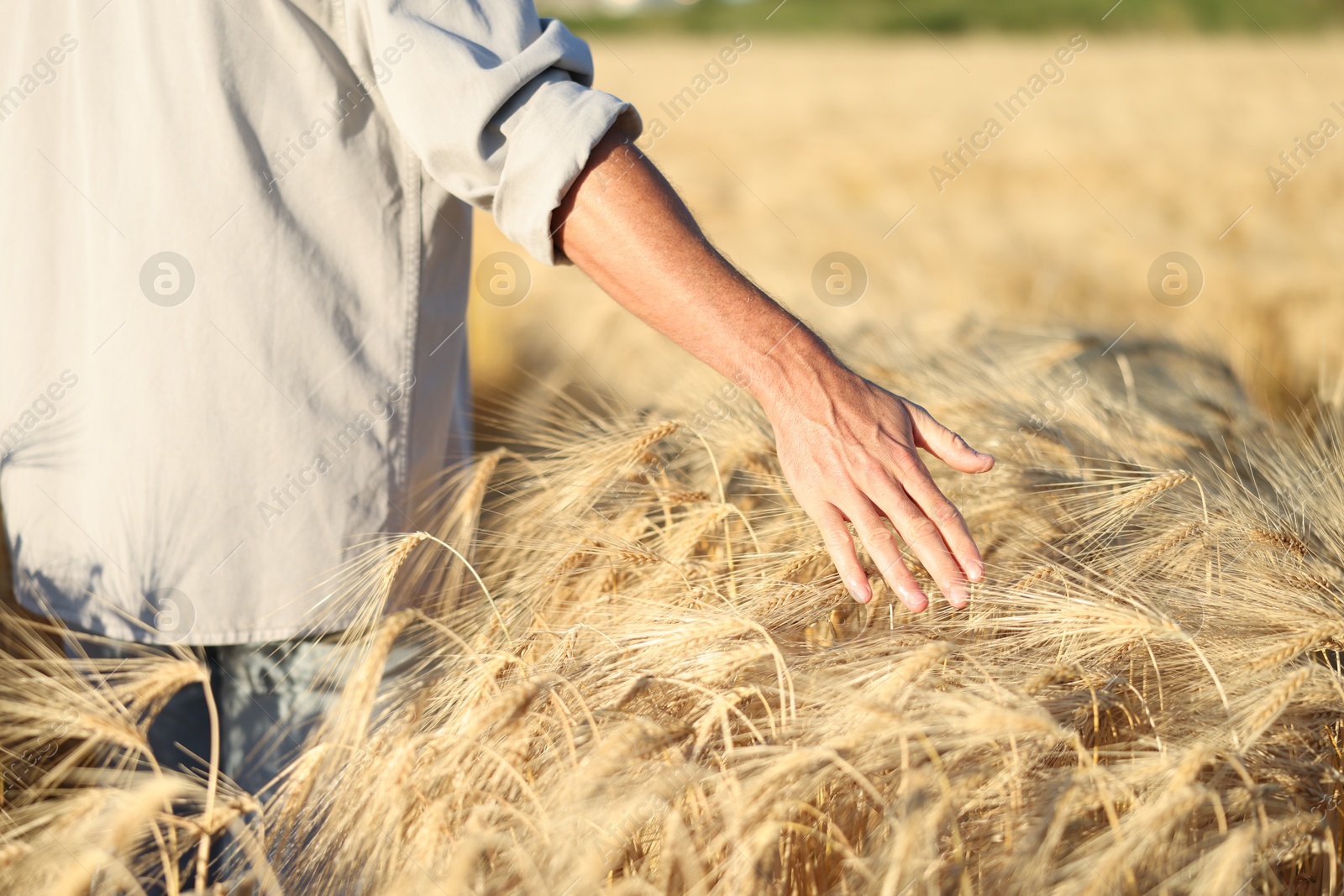 Man touching spikelets of ripe wheat in field outdoors, closeup Photo of Man touching spikelets of ripe wheat in field outdoors, closeup