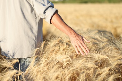 Photo of Man touching spikelets of ripe wheat in field outdoors, closeup