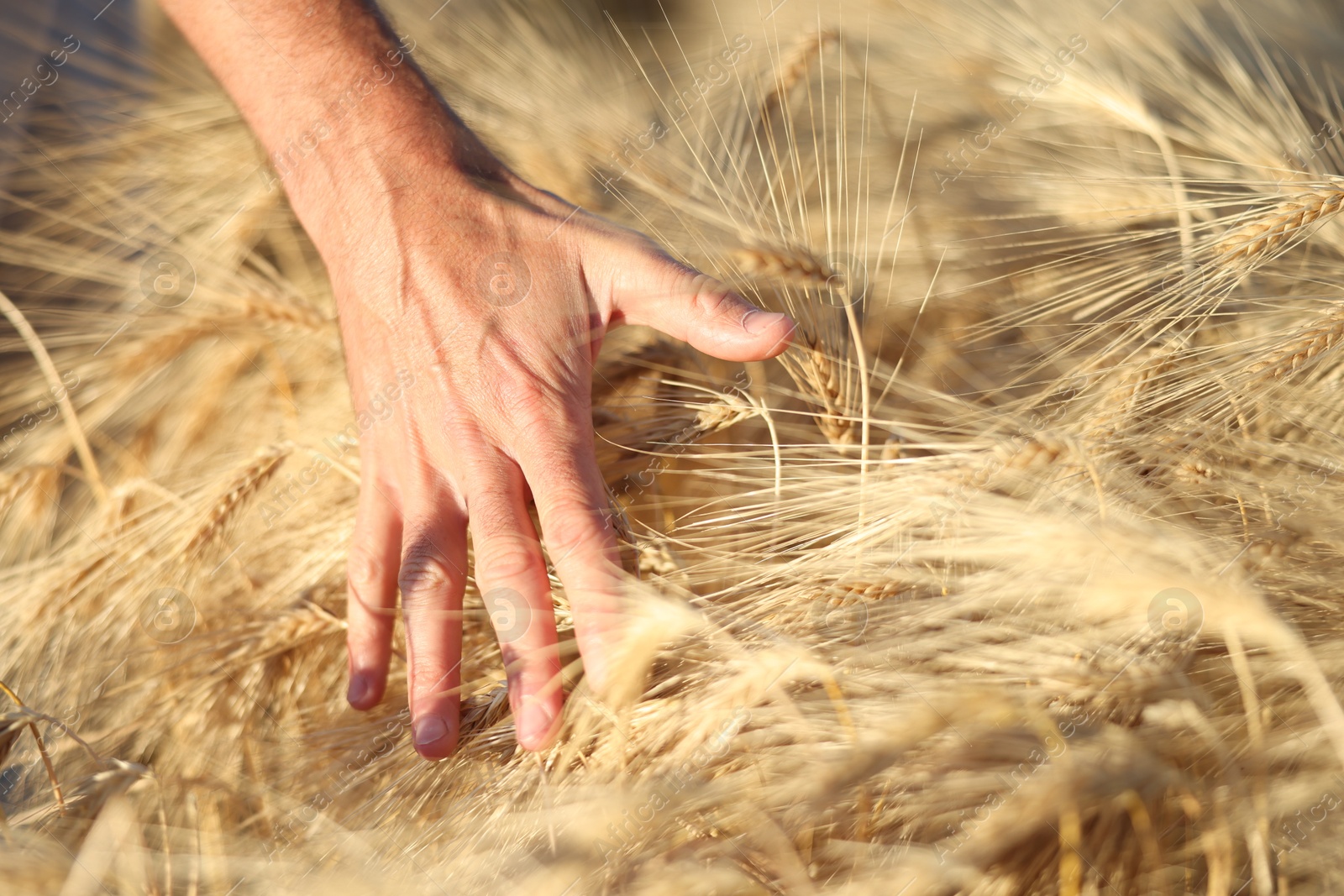 Man touching spikelets of ripe wheat in field outdoors, closeup Photo of Man touching spikelets of ripe wheat in field outdoors, closeup