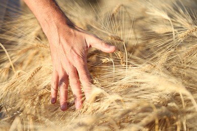 Photo of Man touching spikelets of ripe wheat in field outdoors, closeup