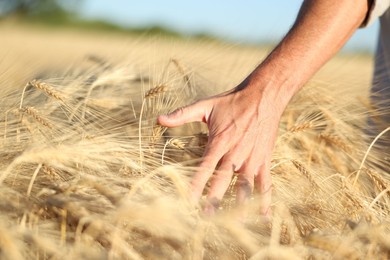 Photo of Man touching spikelets of ripe wheat in field outdoors, closeup