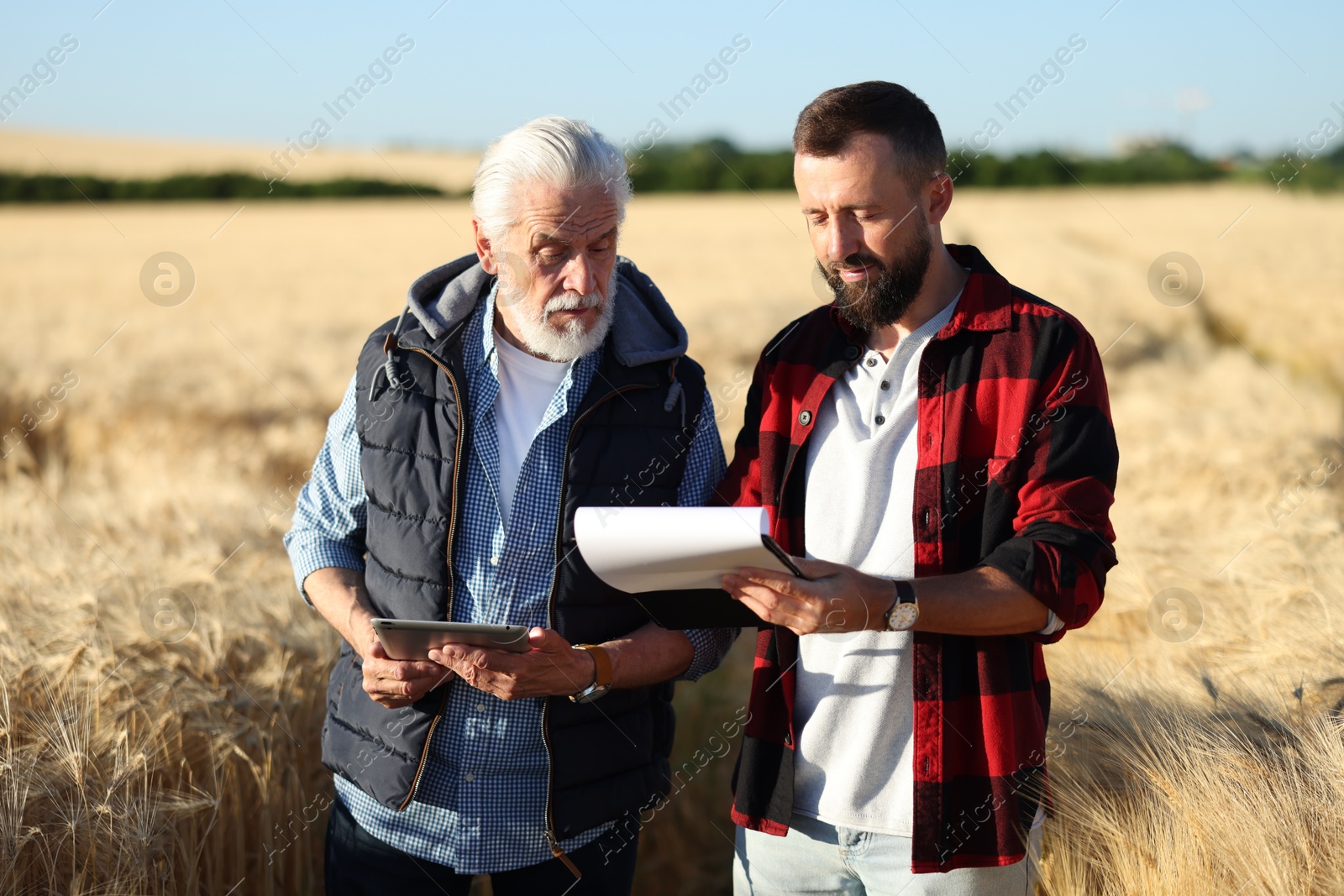 Farmers in field with ripe wheat outdoors Photo of Farmers in field with ripe wheat outdoors