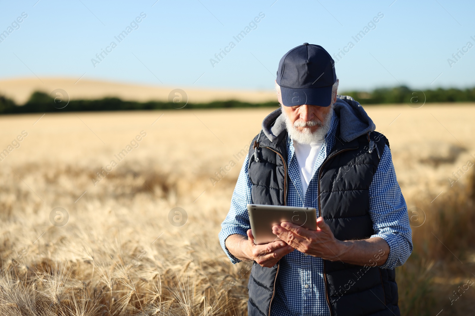 Senior farmer with tablet in field of ripe wheat outdoors, space for text Photo of Senior farmer with tablet in field of ripe wheat outdoors, space for text