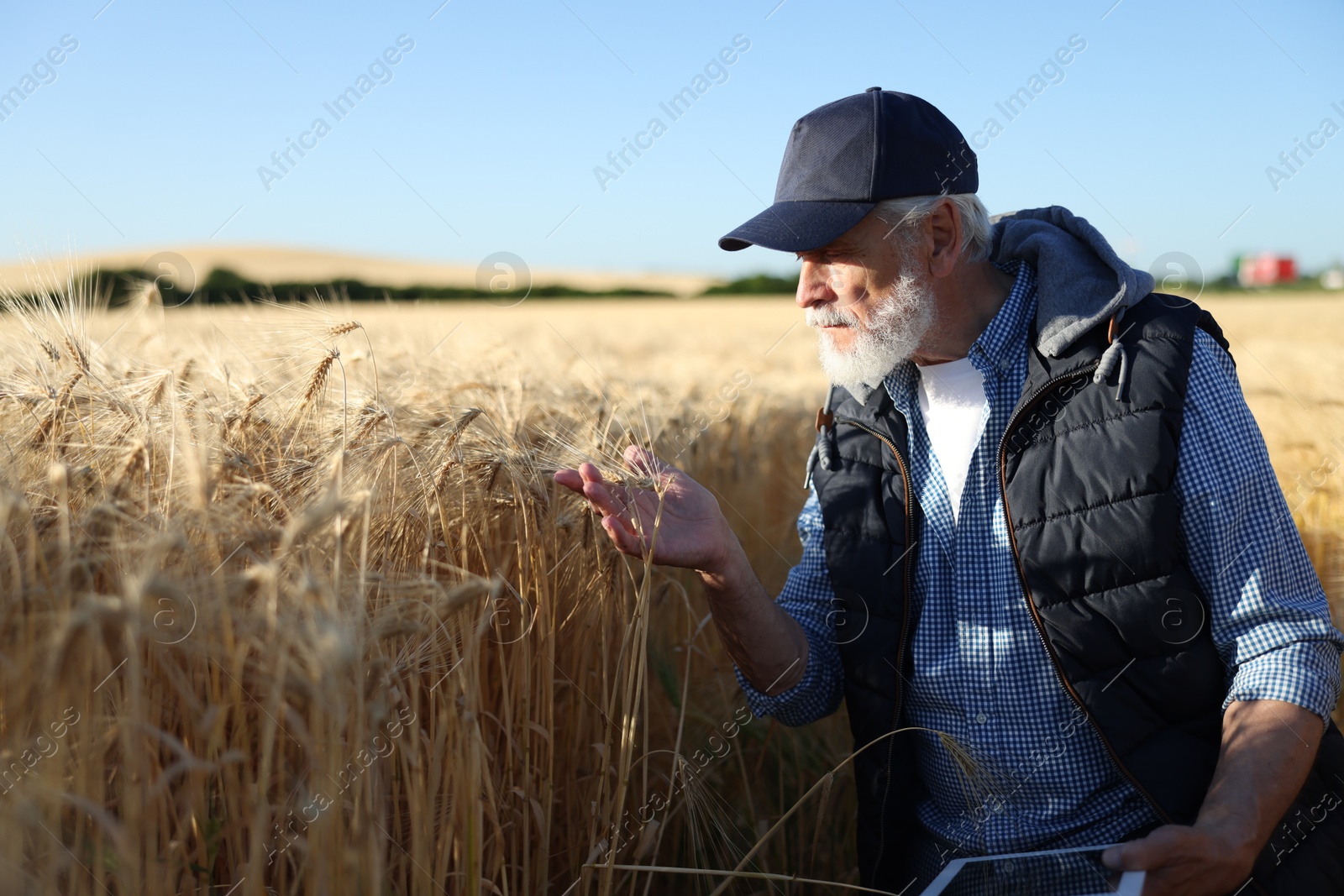 Senior farmer with tablet in field of ripe wheat outdoors, space for text Photo of Senior farmer with tablet in field of ripe wheat outdoors, space for text