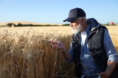 Photo of Senior farmer with tablet in field of ripe wheat outdoors, space for text
