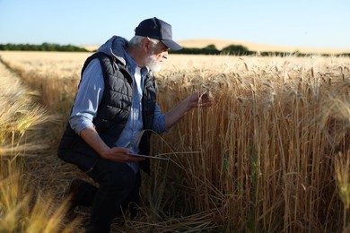 Photo of Senior farmer with tablet in field of ripe wheat outdoors, space for text