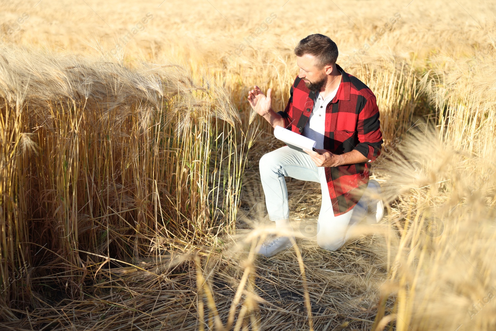 Farmer with clipboard in field of ripe wheat outdoors, space for text Photo of Farmer with clipboard in field of ripe wheat outdoors, space for text