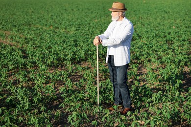 Photo of Senior farmer in field of unripe soy outdoors, space for text