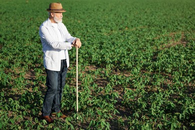 Photo of Senior farmer in field of unripe soy outdoors, space for text