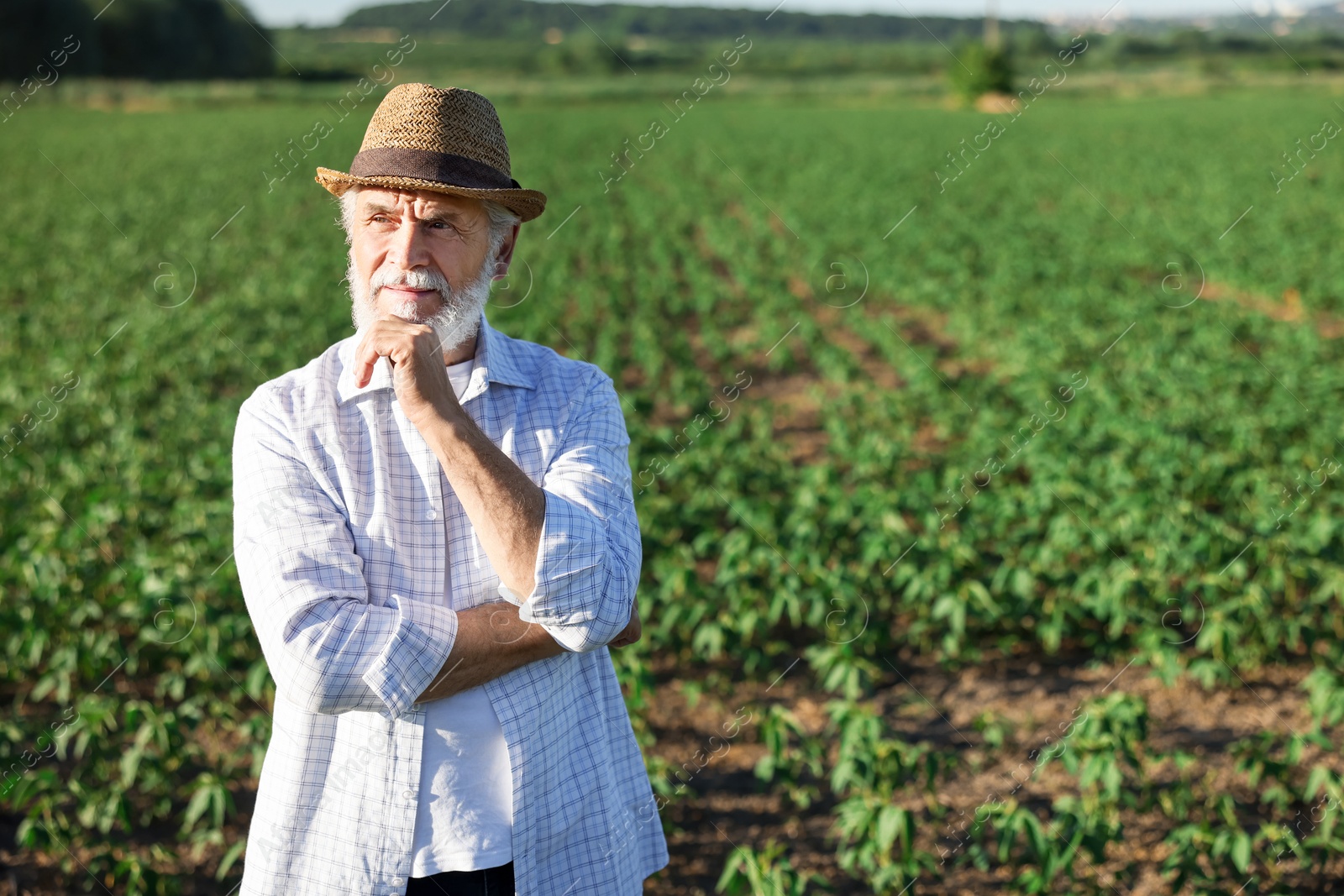 Senior farmer in field of unripe soy outdoors, space for text Photo of Senior farmer in field of unripe soy outdoors, space for text