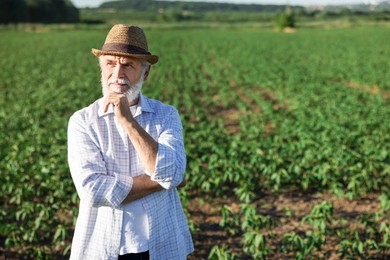 Photo of Senior farmer in field of unripe soy outdoors, space for text