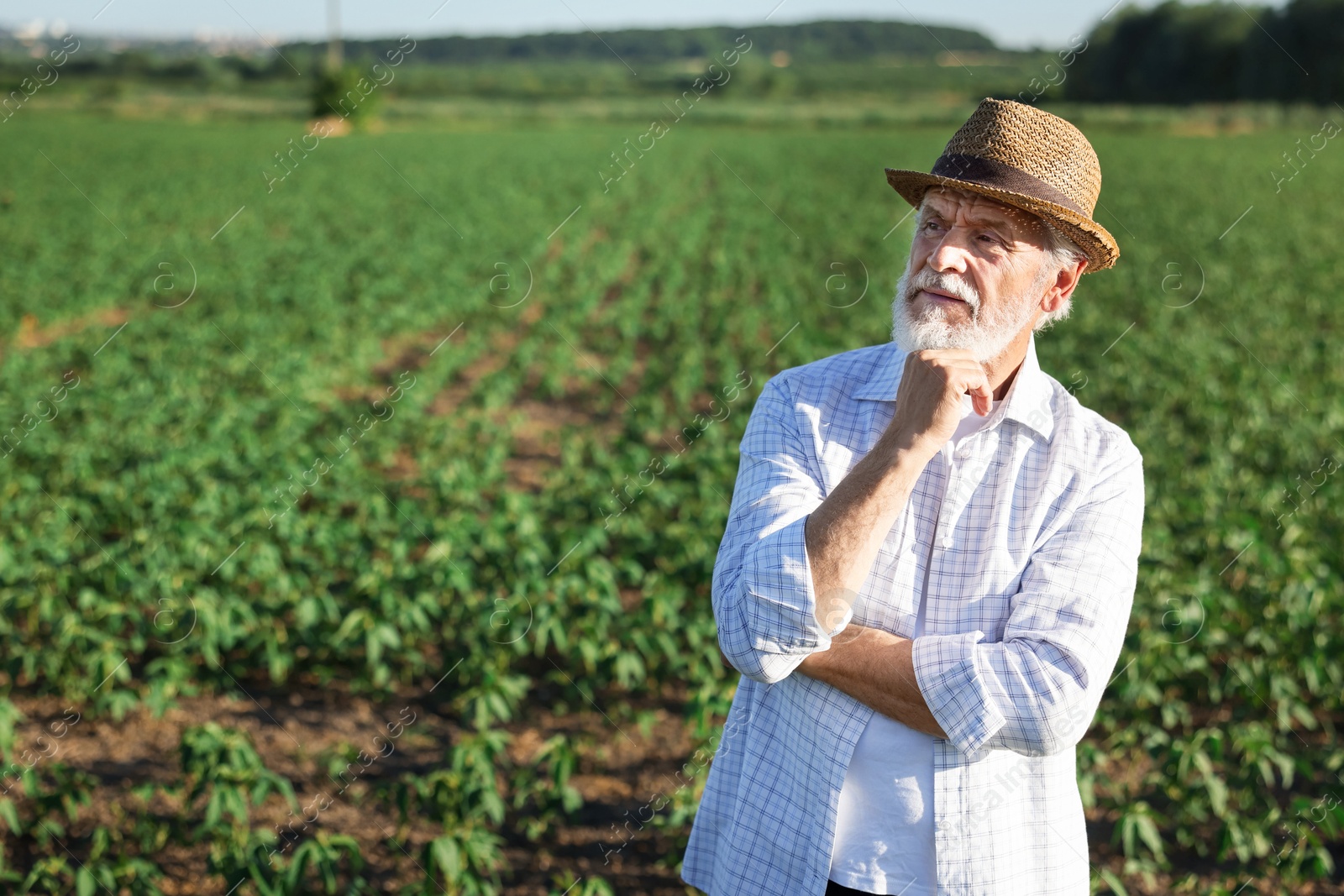 Senior farmer in field of unripe soy outdoors, space for text Photo of Senior farmer in field of unripe soy outdoors, space for text