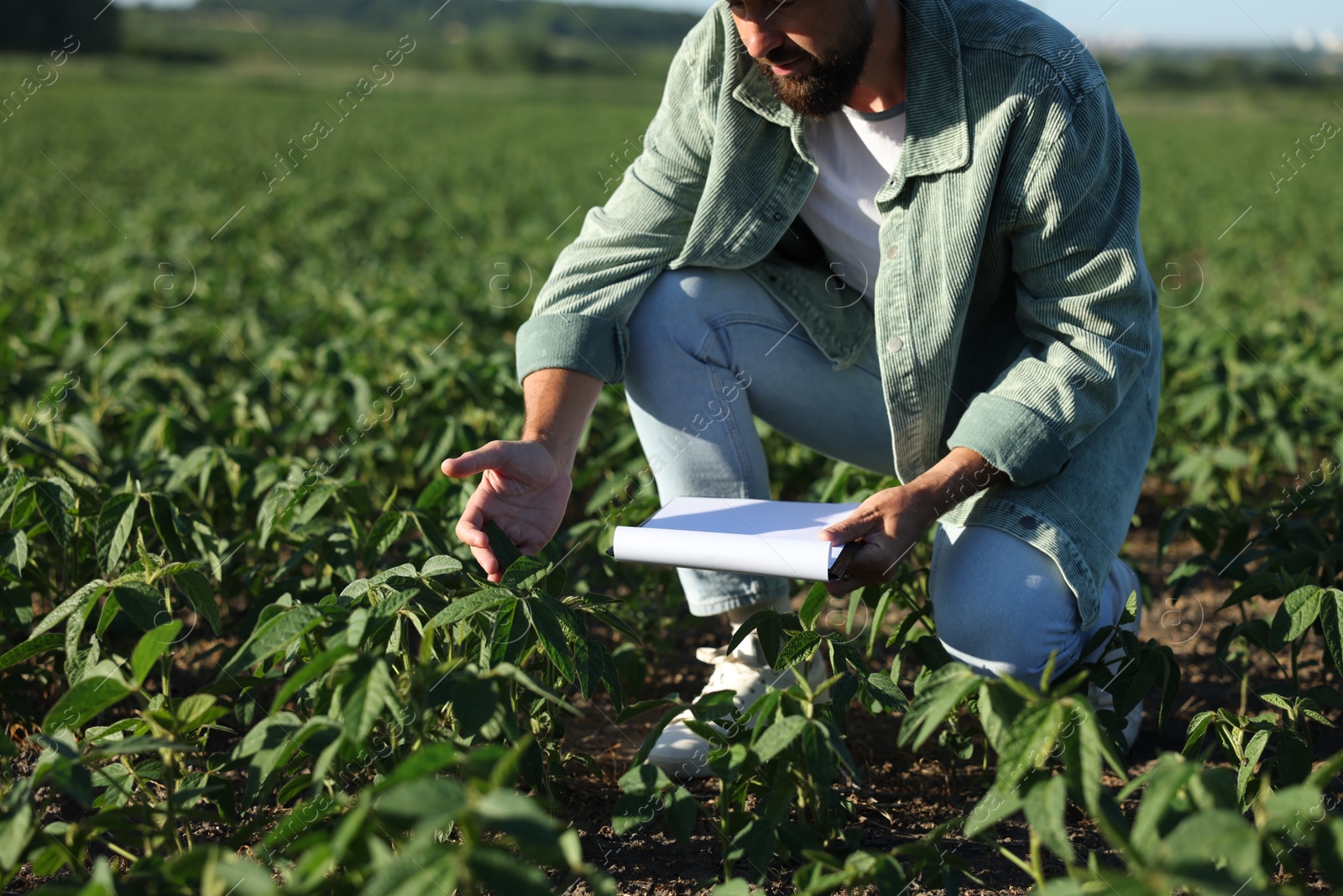 Farmer with clipboard in field of unripe soy outdoors, closeup Photo of Farmer with clipboard in field of unripe soy outdoors, closeup